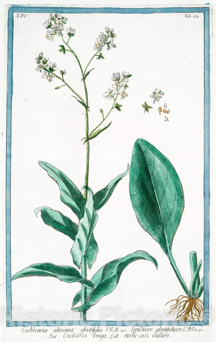 Art Print : 1772, Cochlearia, Folio Subrotundo = Coclearia = Herbe aux cuilliers. [Scurvygrass] - Vintage Wall Art