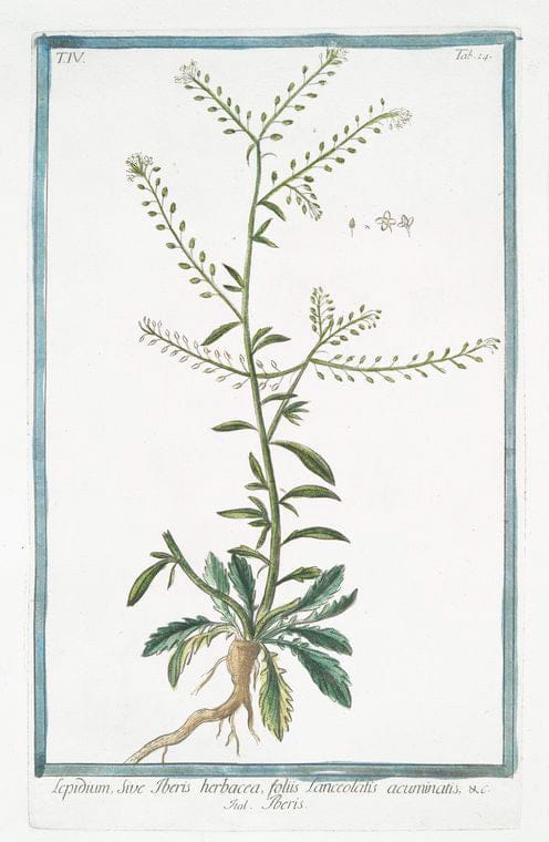Art Print : 1772, Lepidium latifolium = Lepidium Pauli = Lepidium Plinii = Erba Slsa. - Vintage Wall Art