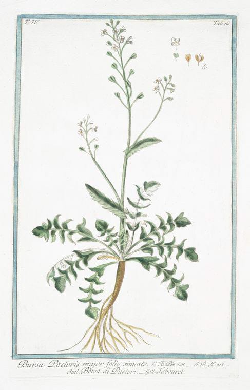 Art Print : 1772, Bupleurum gramineo longiori glauco, et glabro Folio floribus parois - Vintage Wall Art