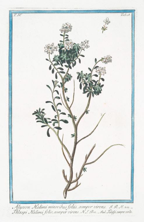 Art Print : 1772, Alysson annum pumilum, Minus incanum, floribus albis = Alisso - Vintage Wall Art