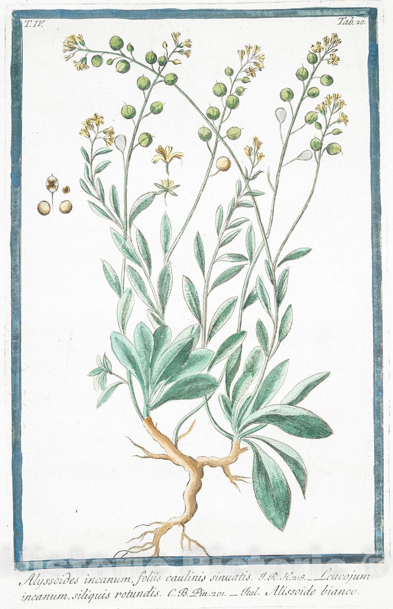 Art Print : 1772, Althaa maritima, arborea Veneta - Vintage Wall Art