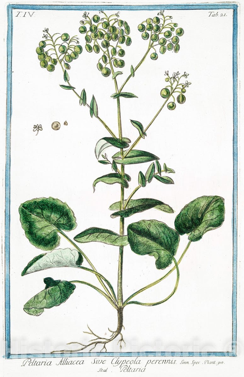 Art Print : 1772, Pedicularis purpurea, annua, Minima, Verna = Eufrasia de'prati = Pediculaire. - Vintage Wall Art