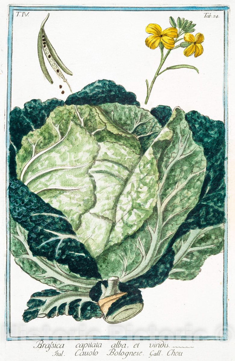 Art Print : 1772, Borrago, floribus caruleis = Borragine = Bourrache. - Vintage Wall Art