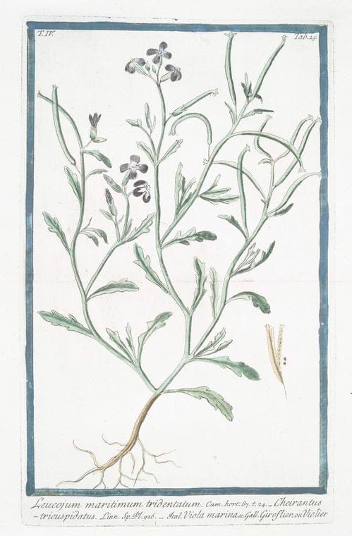 Art Print : 1772, Lepidium, sive Tberis herbacea, foliis Lanceolatis acuminatis = Tberis. - Vintage Wall Art