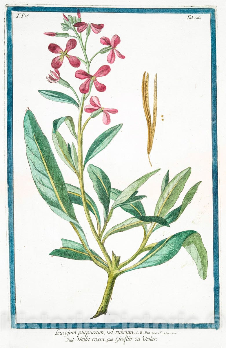 Art Print : 1772, Leucojum maritimum tridentatum - Vintage Wall Art