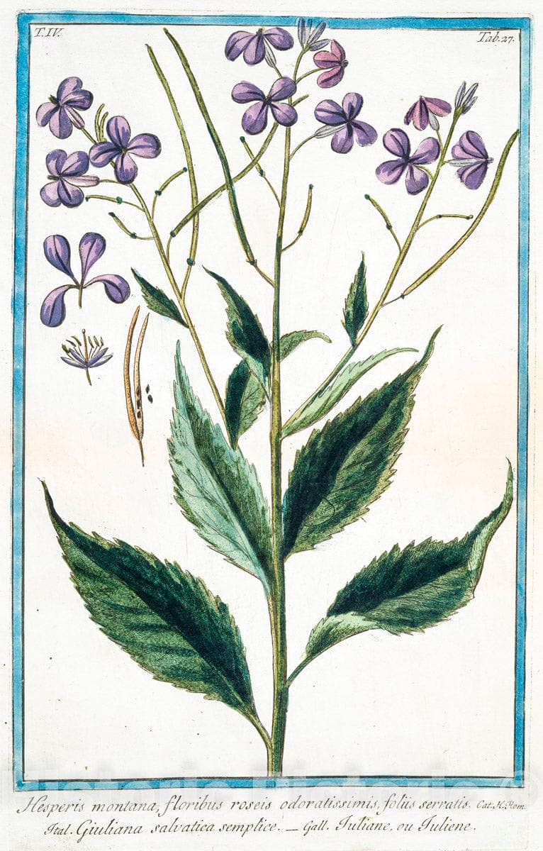 Art Print : 1772, Hesperis hortensis, Flore pleno, albo, H.R. Par. Odoratissimo - Vintage Wall Art