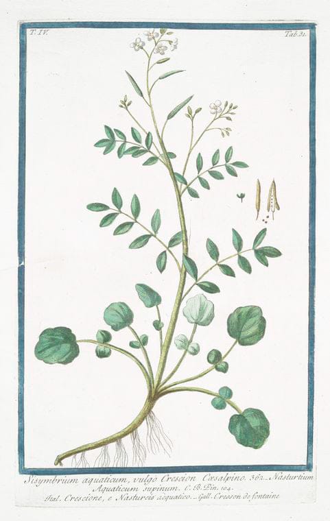 Art Print : 1772, Sisryrinchium - Vintage Wall Art