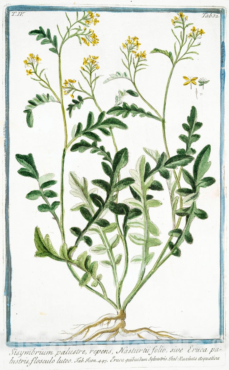 Art Print : 1772, Sisymbrium aquaticum, vulgo Crescion Coesalpino - Vintage Wall Art