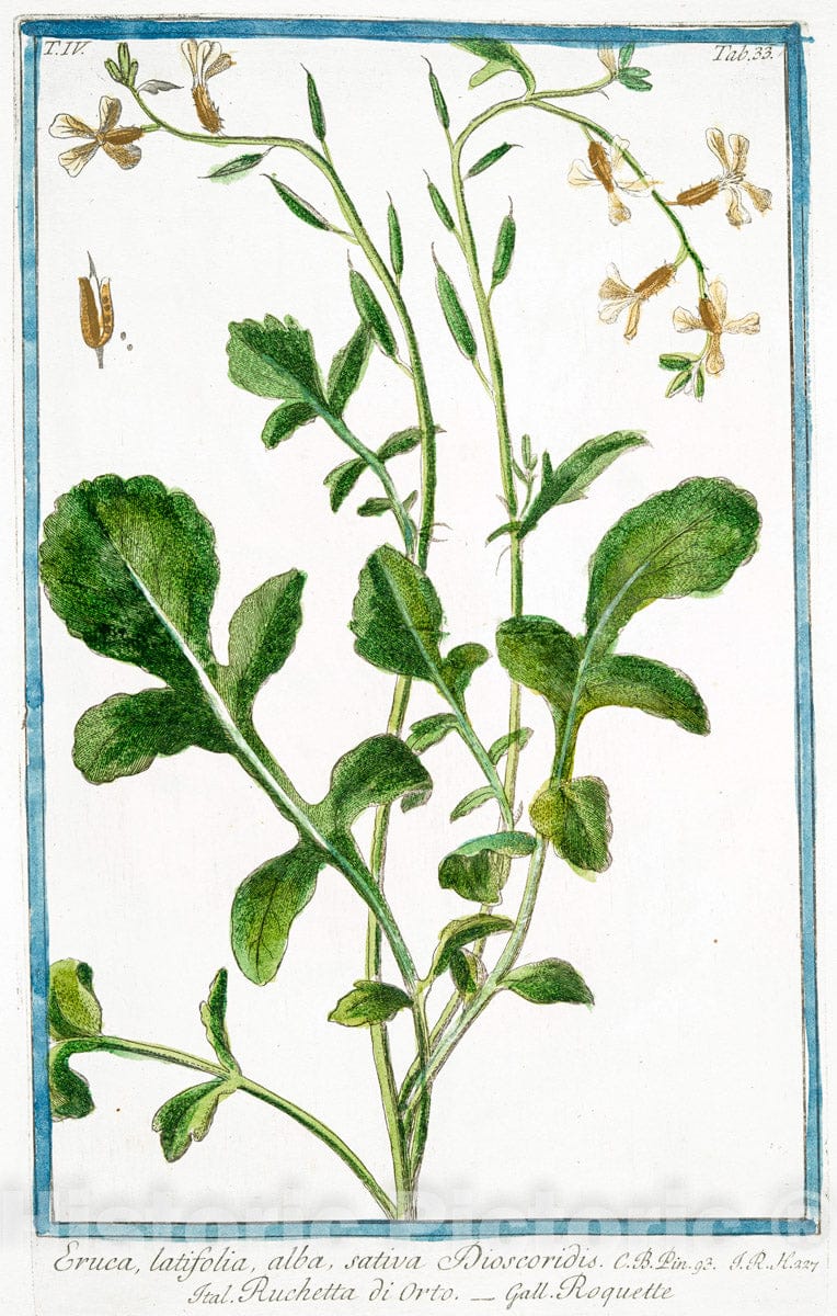 Art Print : 1772, Eruca Sylvestris, Flore albo Italica = Ruchetta Delle Vigne = Roquette. - Vintage Wall Art
