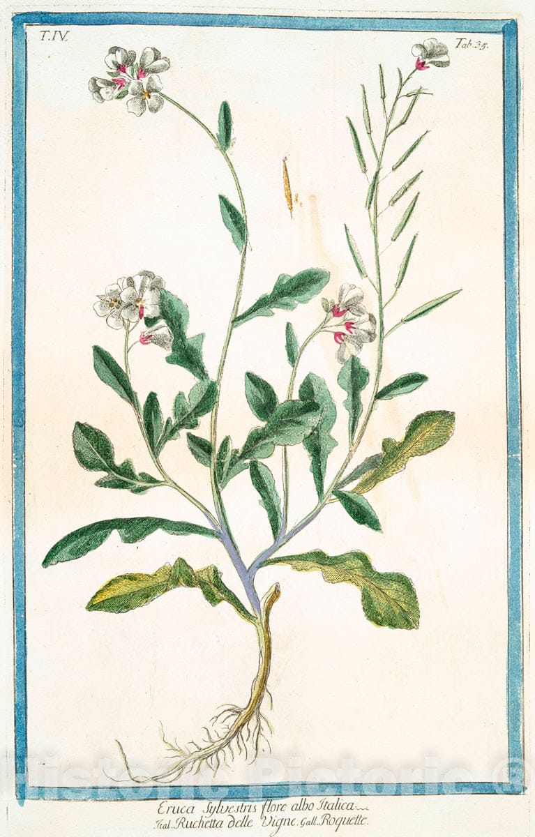 Art Print : 1772, Ephemerum virginianum Flore, azzureo majori = Efemero = Ephemere. - Vintage Wall Art