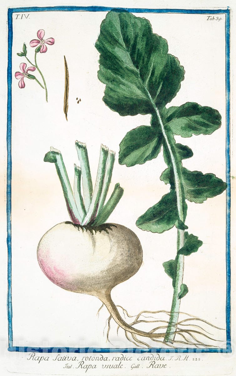 Art Print : 1772, Ranunculus vernus rotundi-folius maior = Ficaria = La Petite Chelidoine. - Vintage Wall Art
