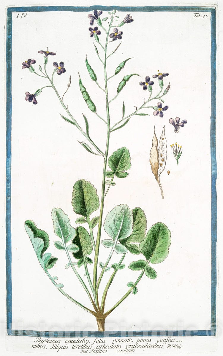 Art Print : 1772, Raphanistrum Segetum, Flore Luteo, vel pallido - Vintage Wall Art