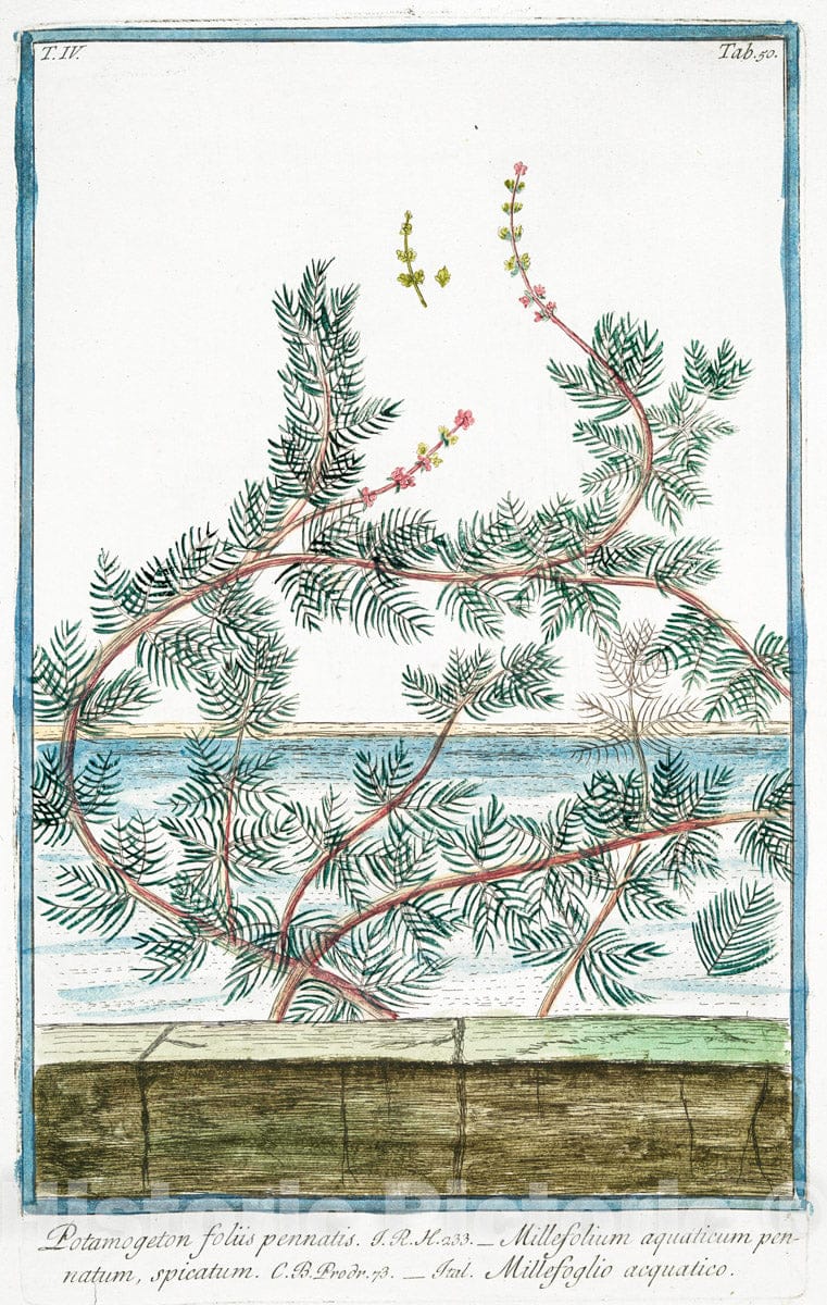 Art Print : 1772, Portulaca, latifolia, sive lativa = Porcacchia Maggiore = Pourpier. - Vintage Wall Art
