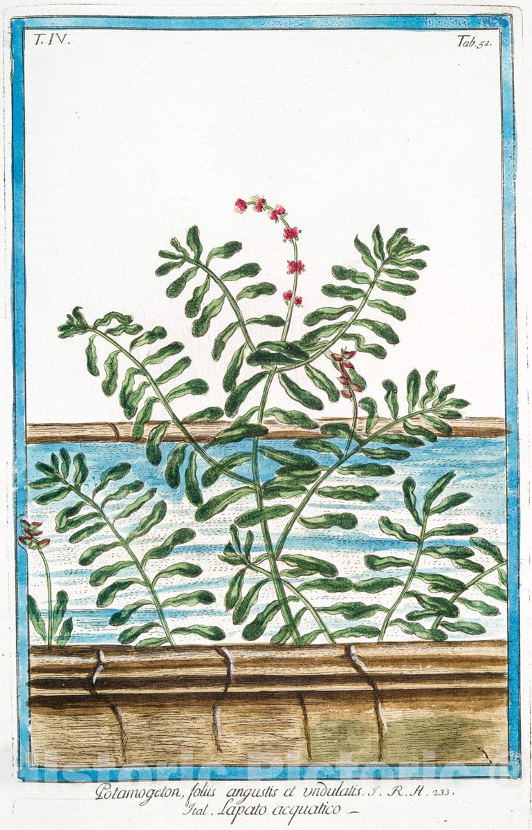 Art Print : 1772, Potamogeton foliis pennatis - Vintage Wall Art