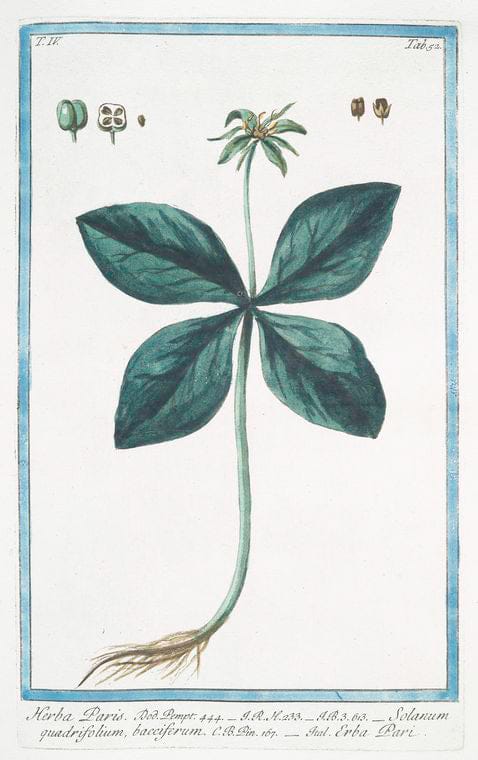 Art Print : 1772, Helleborus Niger trifoliatus = Elleboro trifolio = L'Hellebore Noir. - Vintage Wall Art