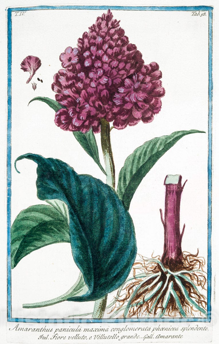 Art Print : 1772, Amaranthus Indicus spinosus, Spica et caule rubentibus - Vintage Wall Art