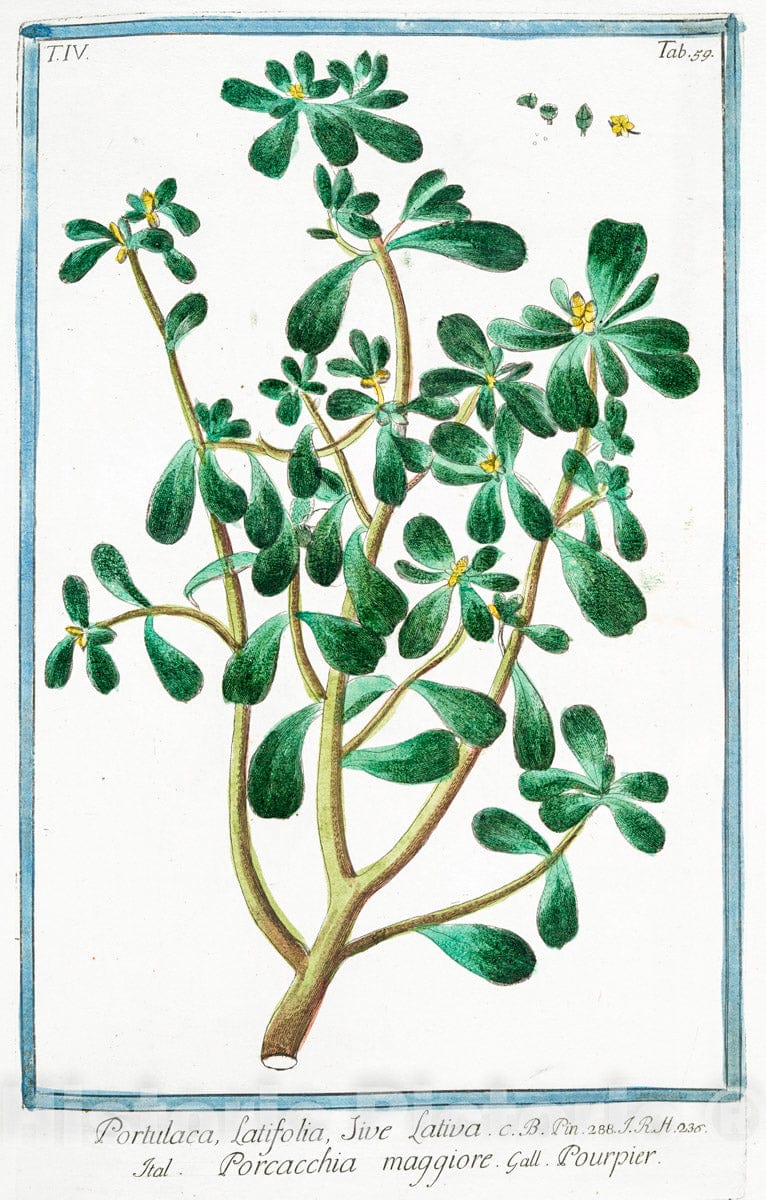 Art Print : 1772, Portulaca racemosa foliis obovatis planiusculis, racemo simplici triquetro - Vintage Wall Art