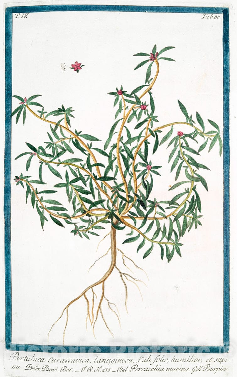 Art Print : 1772, Porrum Commune capitatum = Porro = Porreau. [Leek] - Vintage Wall Art