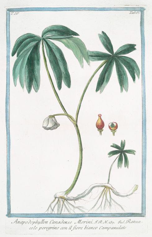 Art Print : 1772, Ananas fructu ovato, Carne albida = Carduus Brasilianus, foliis Aloes. [Pineapple] - Vintage Wall Art