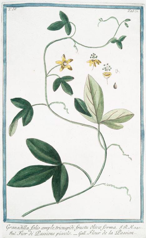 Art Print : 1772, Glycyrrhiza Capite echinato = Regolizia = Reglisse. - Vintage Wall Art