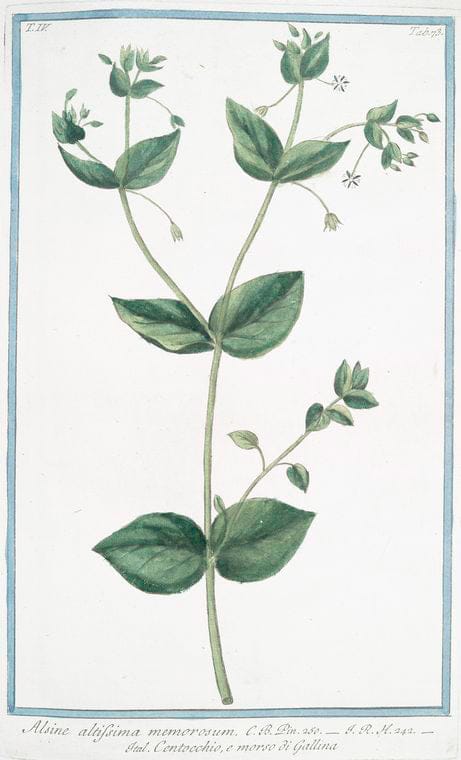 Art Print : 1772, Alsinastrum Gratiolae Folio = Alsine Silvestre. - Vintage Wall Art