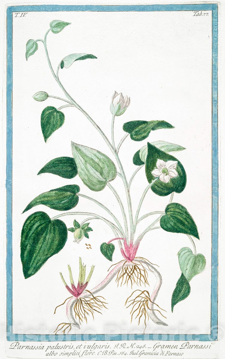 Art Print : 1772, Papaver Hortense, semine albo, Sativum Discoridis, Album Plinii - Vintage Wall Art