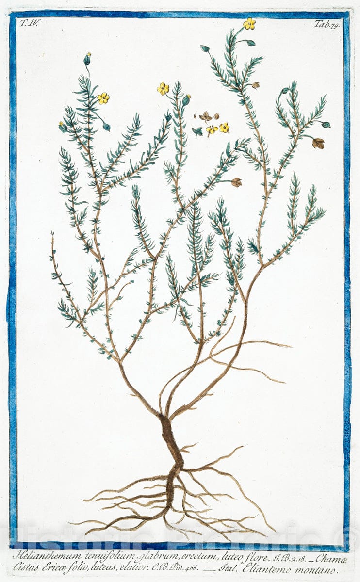 Art Print : 1772, Hedysarum Clypeatum = Edifaro Romano = Sain Foin. [sweetvetch; French Honeysuckle] - Vintage Wall Art