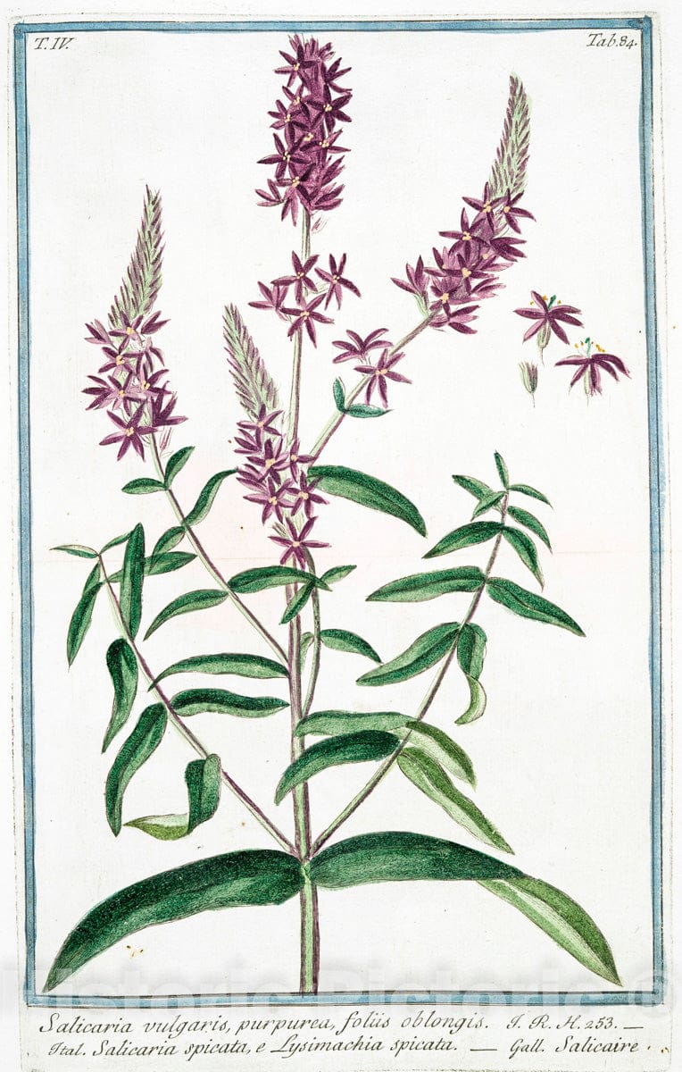 Art Print : 1772, Ruta hortensis, latifolia = Ruta Maggiore Ortense = Rue. - Vintage Wall Art