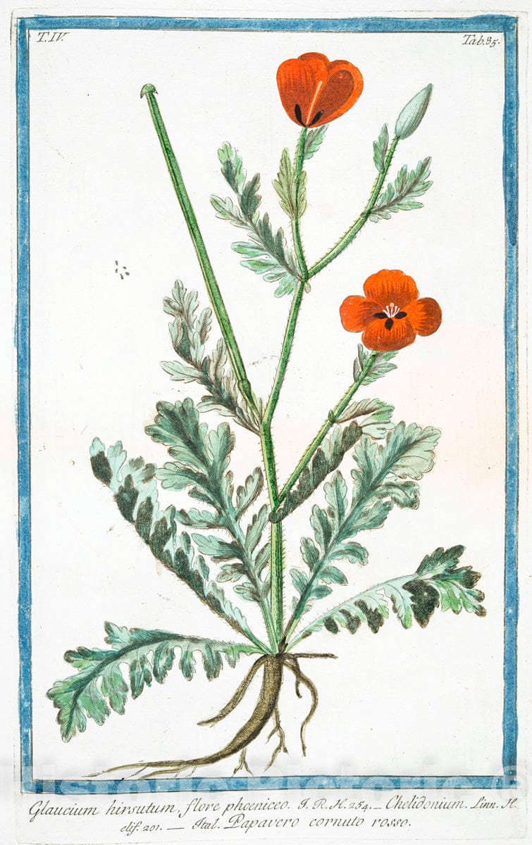 Art Print : 1772, Gladiolus, utrinque, floridus, floribus albis - Vintage Wall Art