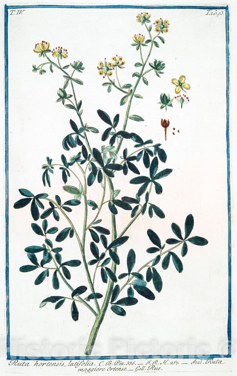 Art Print : 1772, Ruscus Myrti-folius aculeatus = Pica Sorci = Houx Frelon [Butcher's Broom] - Vintage Wall Art