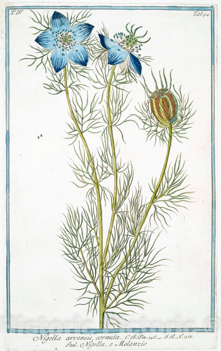 Art Print : 1772, Nicotiana Minor - Vintage Wall Art
