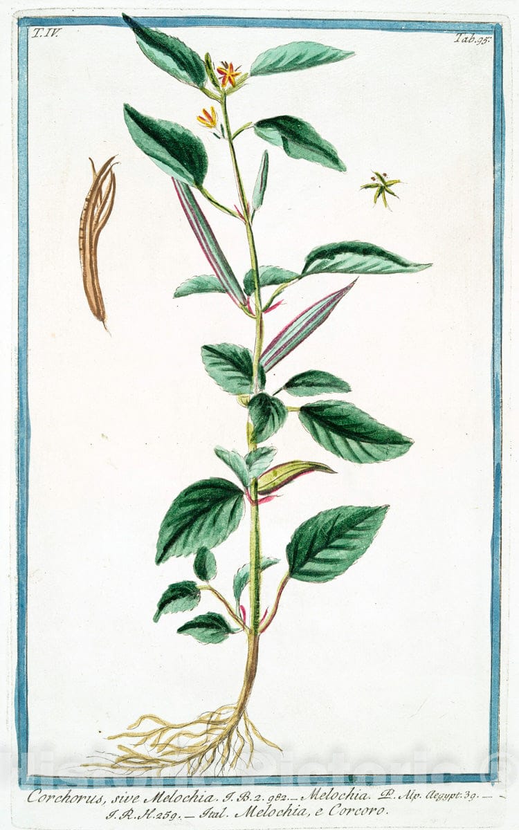 Art Print : 1772, Corchorus Americanus lanuginosus, Folio Chamedryos, Siliqua tricapsulari - Vintage Wall Art