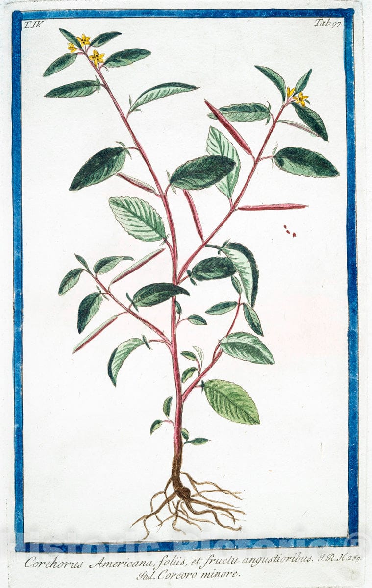 Art Print : 1772, Convolvulus Scammonea dictus, macrorhyzos = Scammonea = Scamonee. - Vintage Wall Art