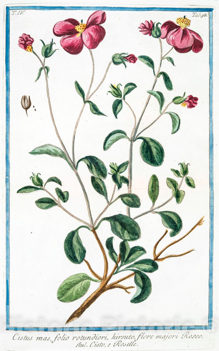 Art Print : 1772, Cirsium, arvense sonchi Folio = Stoppione = Sarrete des. Vignes. - Vintage Wall Art