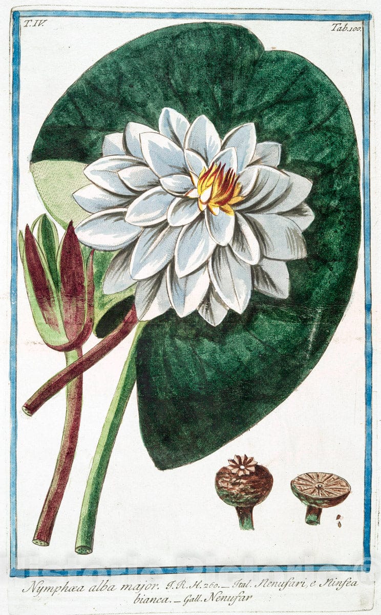 Art Print : 1772, Nolana prostrata = an Atropa humifusa Govani [Trailing Nolana] - Vintage Wall Art