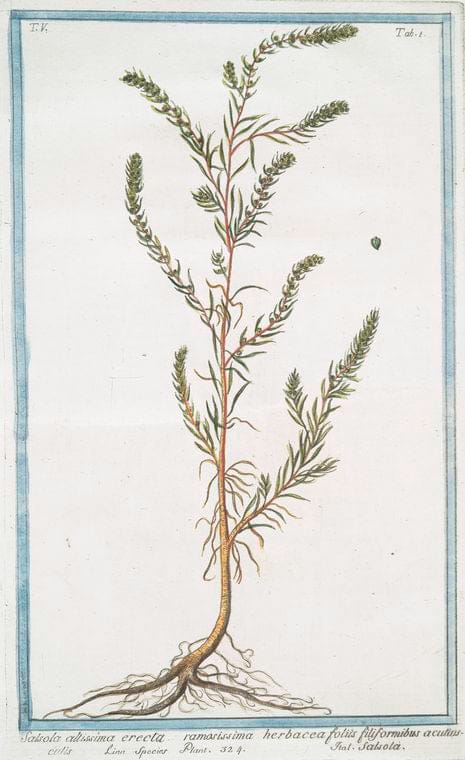 Art Print : 1772, Salicaria vulfgaris, purpurea, foliis oblongis - Vintage Wall Art