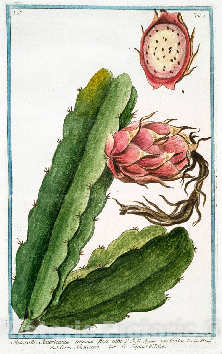 Art Print : 1772, Melo sive Melopepo vulgo = Melone = Melon (Melo vulgaris) - Vintage Wall Art