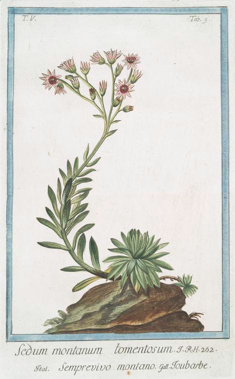 Art Print : 1772, Sedum Medium cespitosum, Ericae foliis floribus cuires = Semprevivo = Toubarbe. - Vintage Wall Art