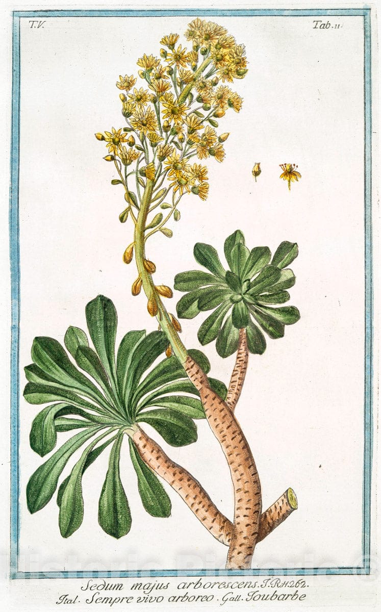 Art Print : 1772, Securidaca Lutea Major = Sicuridaca. - Vintage Wall Art