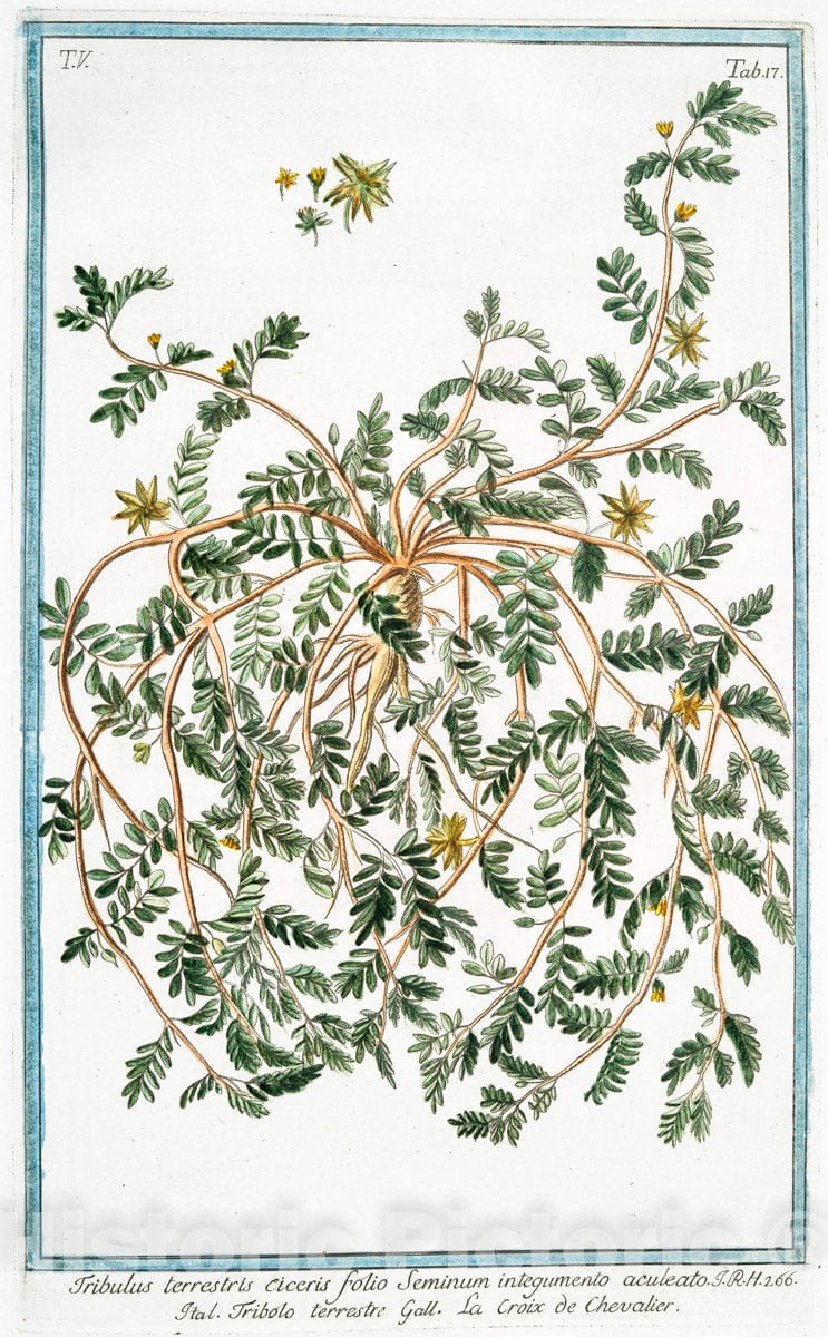 Art Print : 1772, Tragoselinum majus umbella Candida - Vintage Wall Art