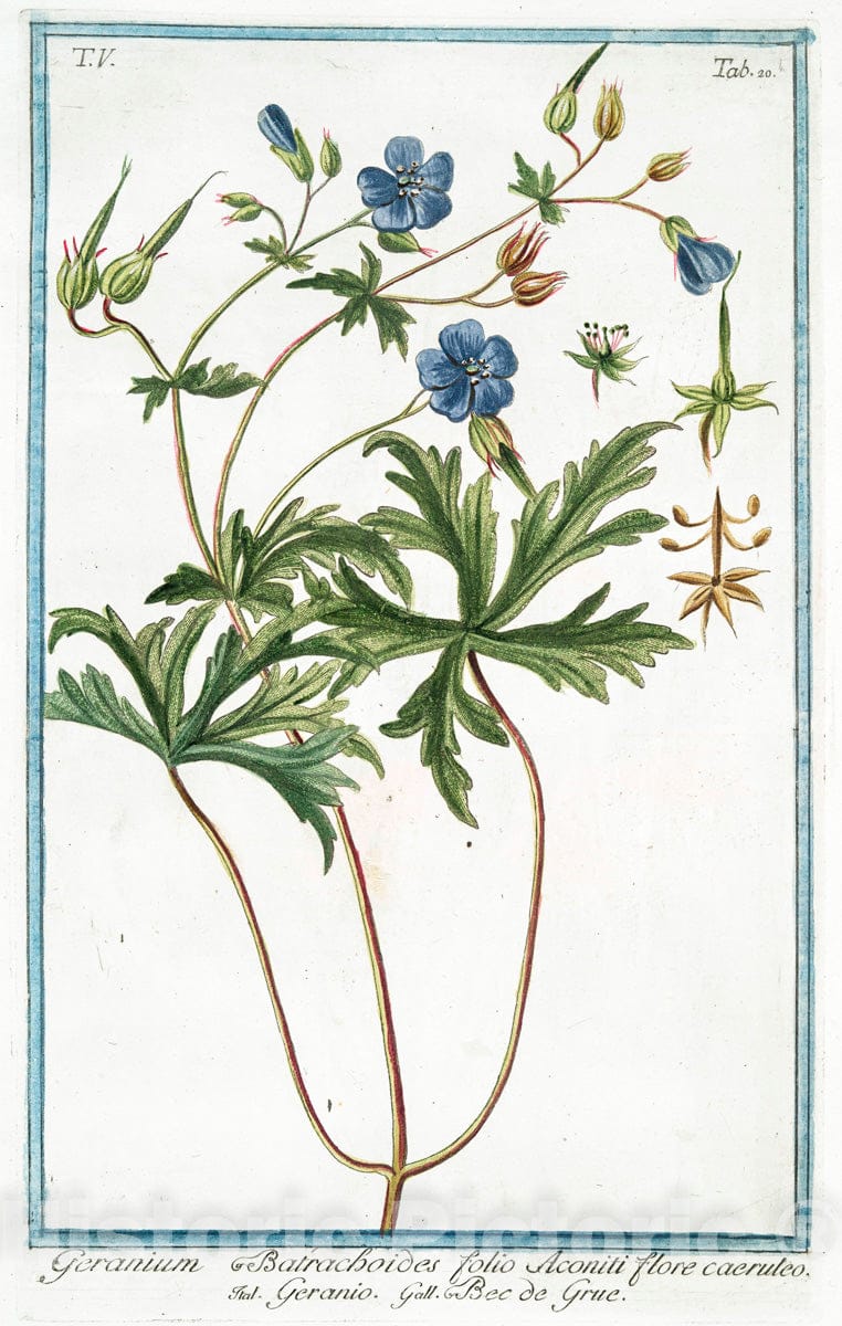 Art Print : 1772, Geranium Africanum, humile, Folio fragrantissimo - Vintage Wall Art