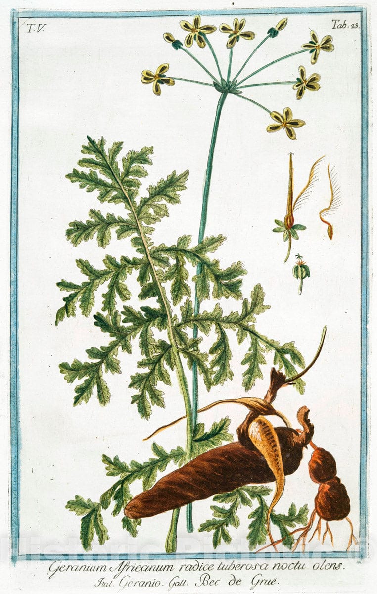 Art Print : 1772, Geranium Affricanum arborescens Malvae Folio Plano = Ago di Pastori = Bec de Grue. - Vintage Wall Art