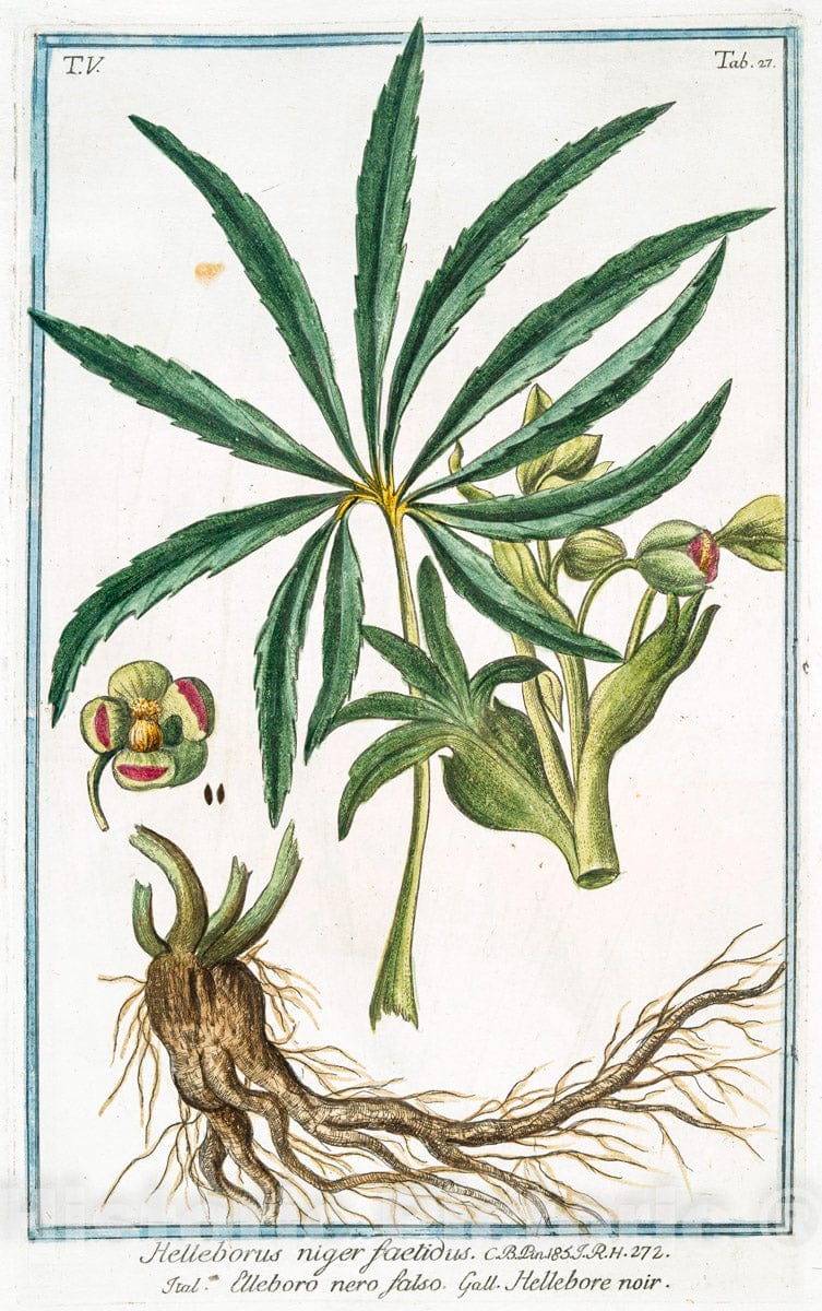 Art Print : 1772, Helleborine, latifolia Montana = eleboro picolo falso = L' Elleborine. - Vintage Wall Art