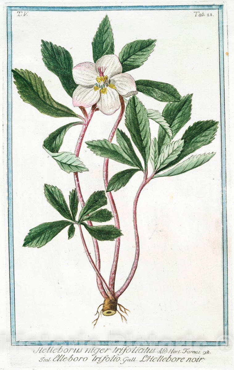 Art Print : 1772, Helleborus Niger hortensis Flore viridi = Elleboro Nero = L'Hellebore Noir. - Vintage Wall Art