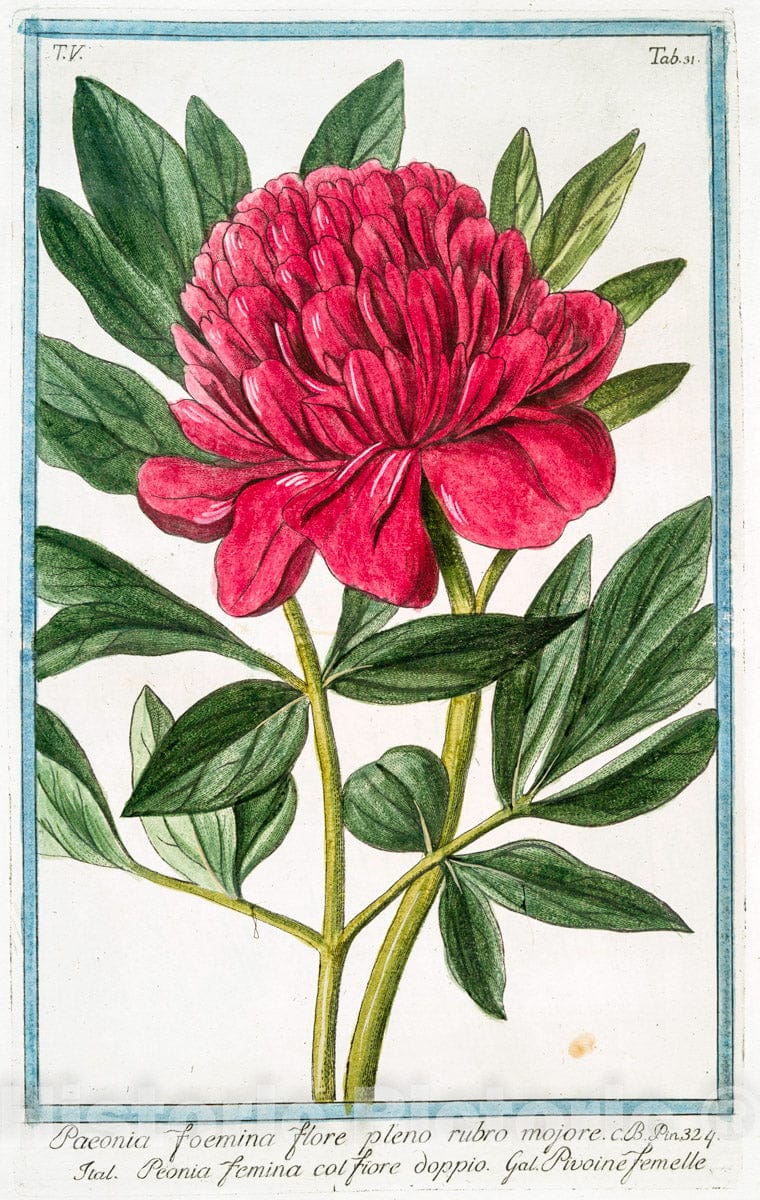 Art Print : 1772, Paeonia mas Flores incarnato = Peonia maschio = La Pivoine m^ale. - Vintage Wall Art