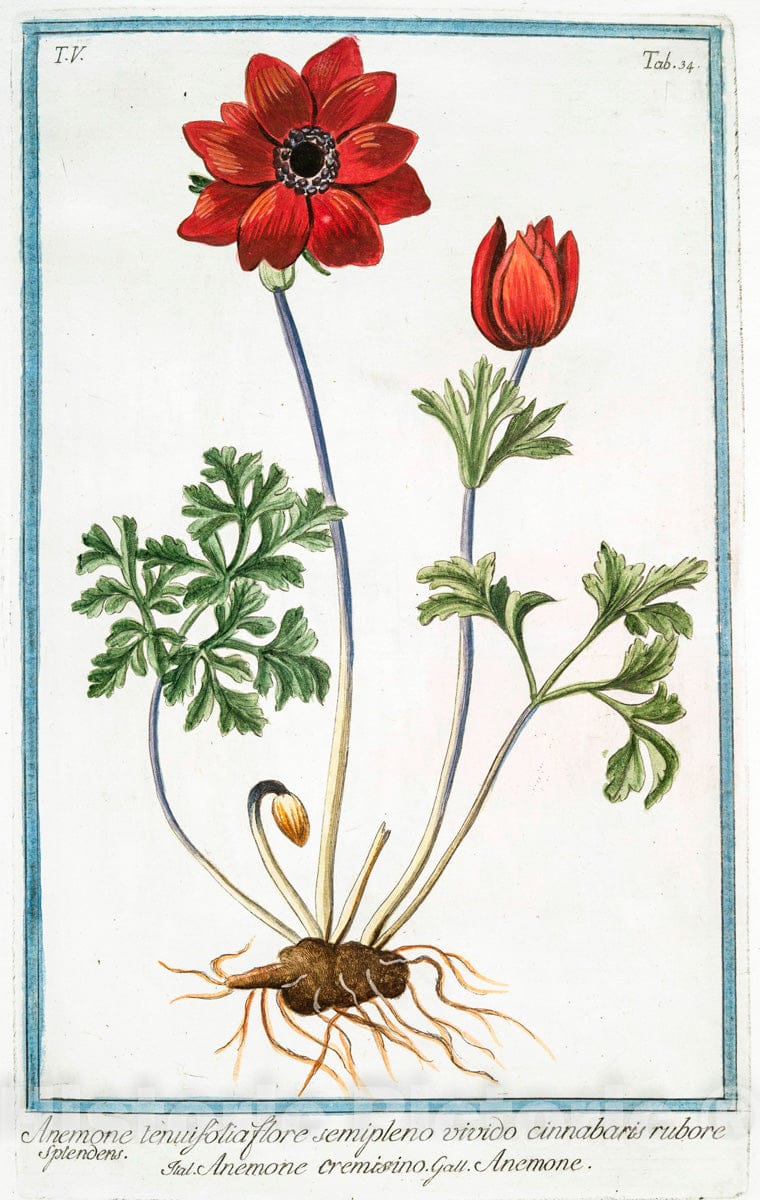 Art Print : 1772, Androsamum Maximum frutescens - Vintage Wall Art