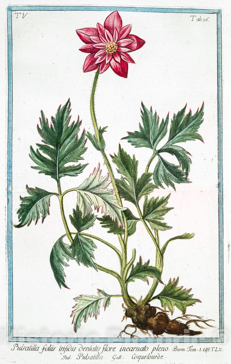 Art Print : 1772, Pulmonaria Orientalis, foliis oblongis, et angustis, Non Nihil viscidis, et Tome - Vintage Wall Art