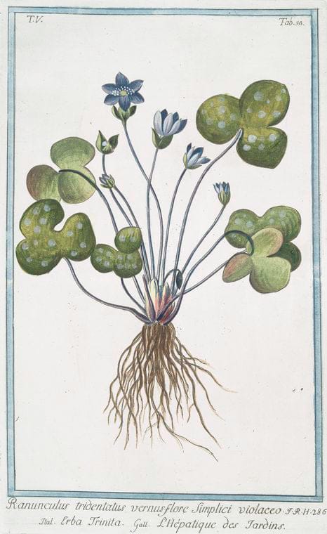 Art Print : 1772, Quinque Folium majus repens = Cinquefoglio = Quinte-feuille. - Vintage Wall Art