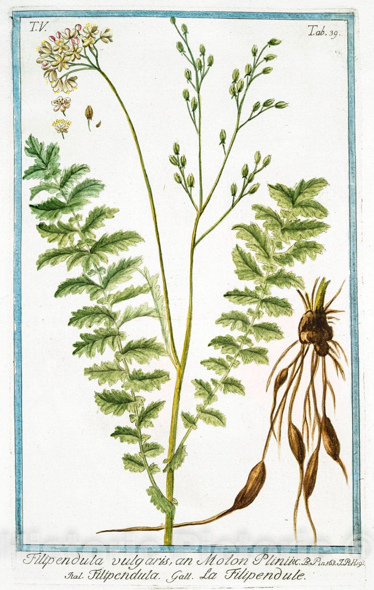 Art Print : 1772, Ficoides Africana humilis, Folio triangulari, Non Nihil spinoso, seu denticulato. - Vintage Wall Art