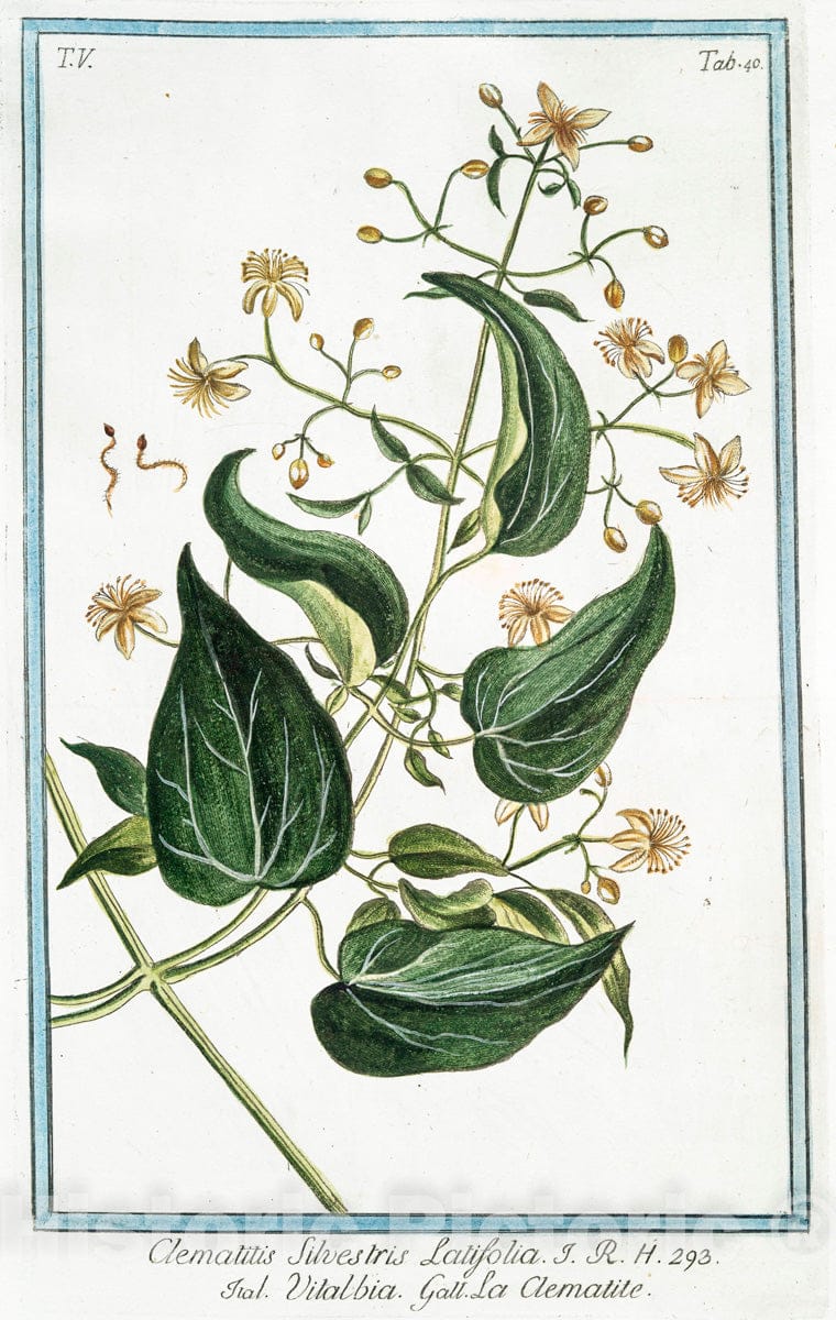 Art Print : 1772, Clematitis, sive flammula scandens tenuifolia Flore albo - Vintage Wall Art